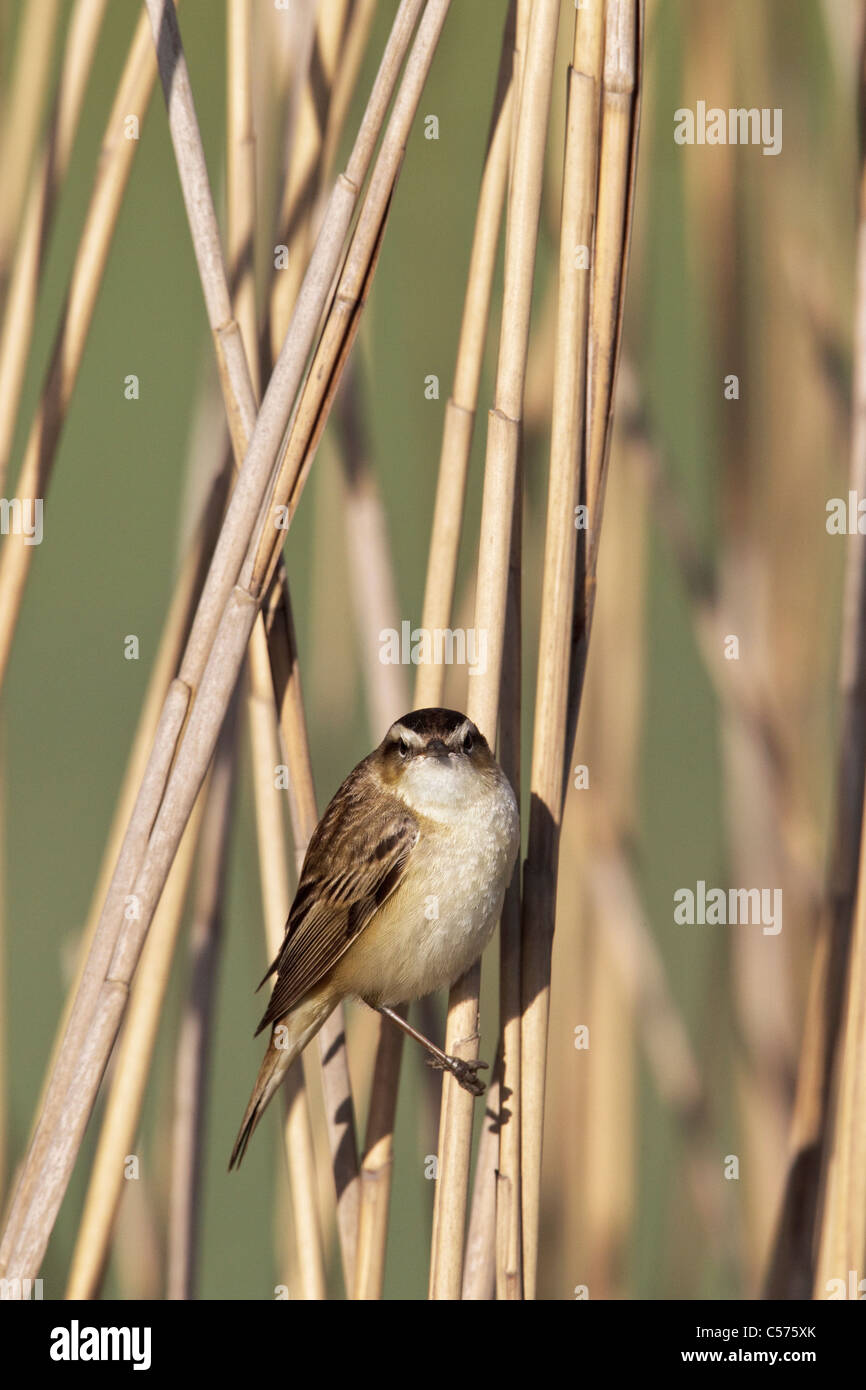 An adult Sedge Warbler singing Stock Photo