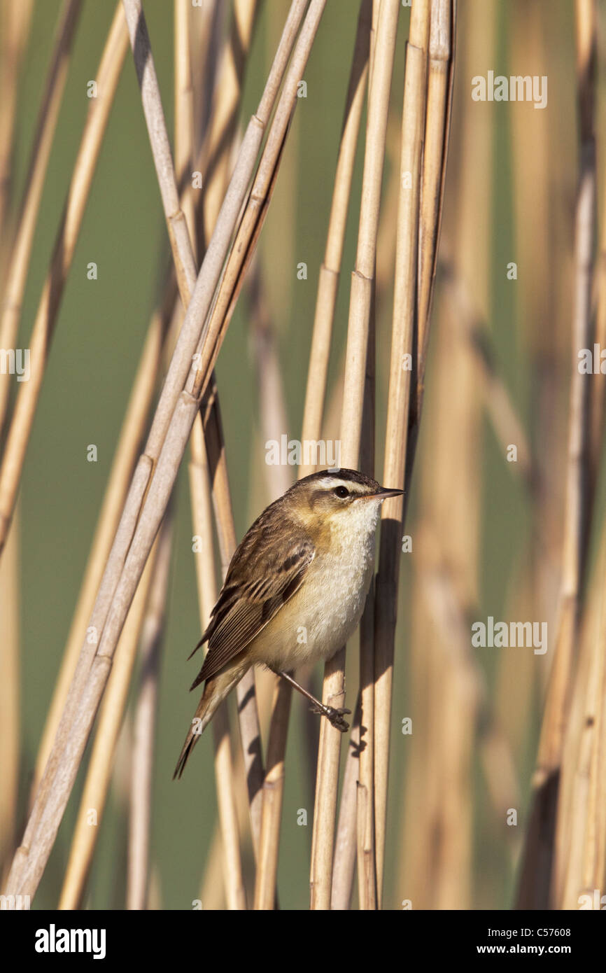 An adult Sedge Warbler in a reed bed Stock Photo