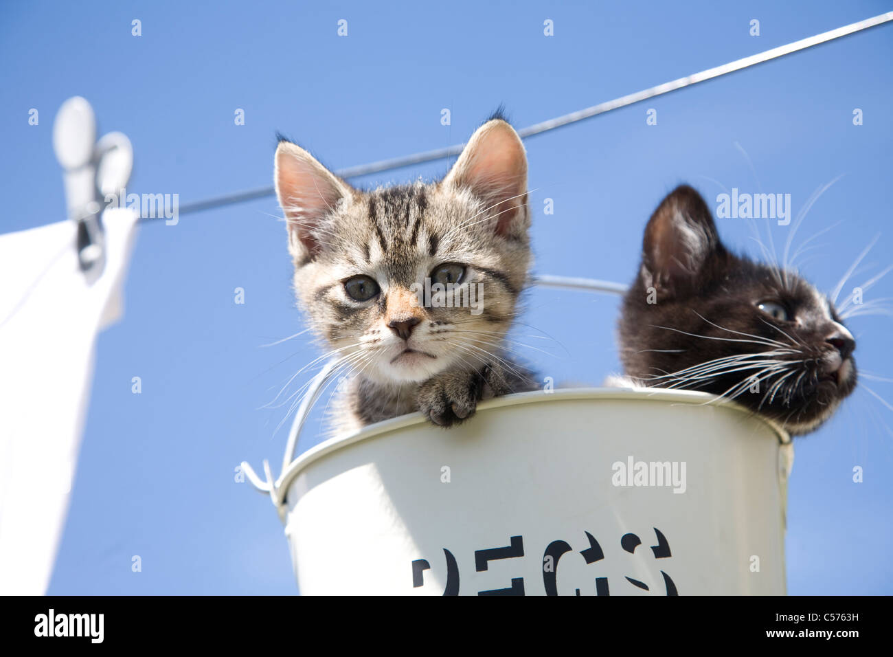 Kittens on washing line Stock Photo