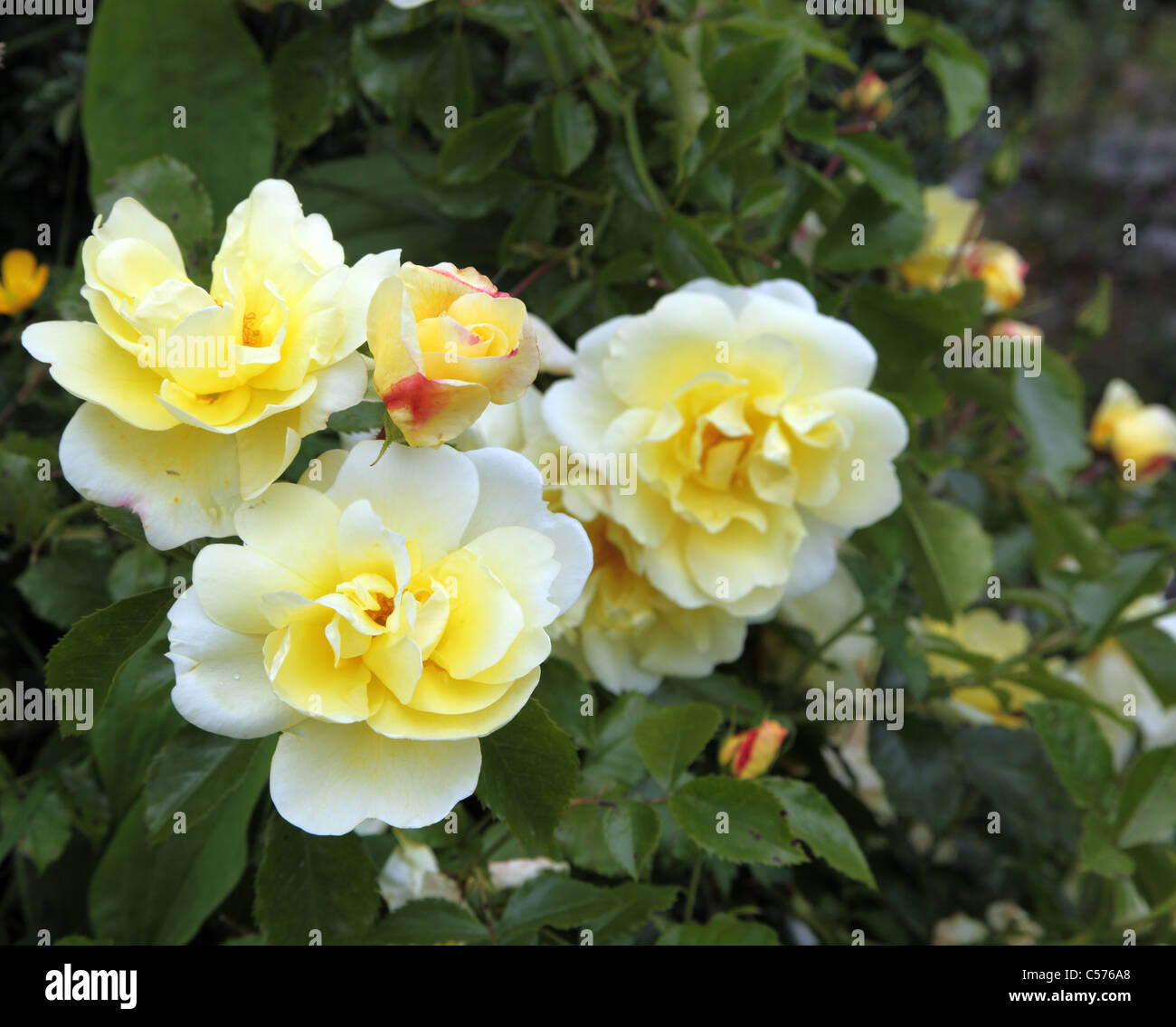 Gold Flower Carpet, yellow groundcover rose Stock Photo Alamy