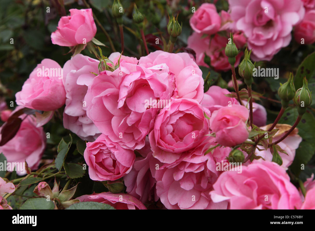 Rosa Bonica, pink ground cover modern shrub rose Stock Photo
