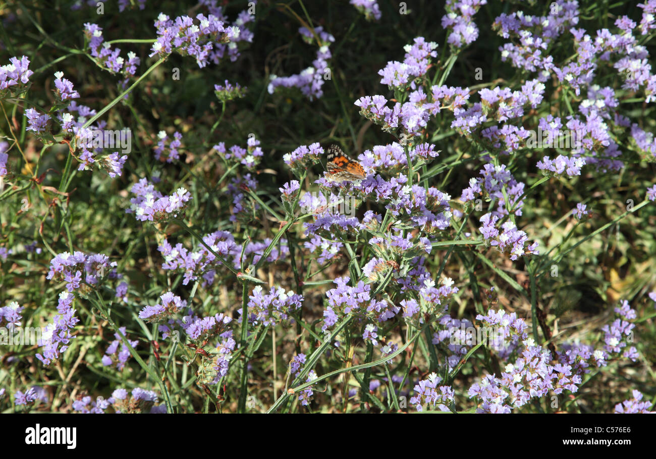 Sea lavender, Cyprus Stock Photo