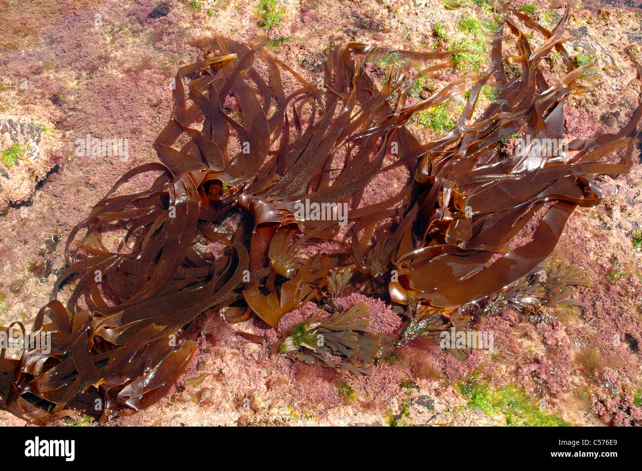 Dry seaweeds hires stock photography and images Alamy