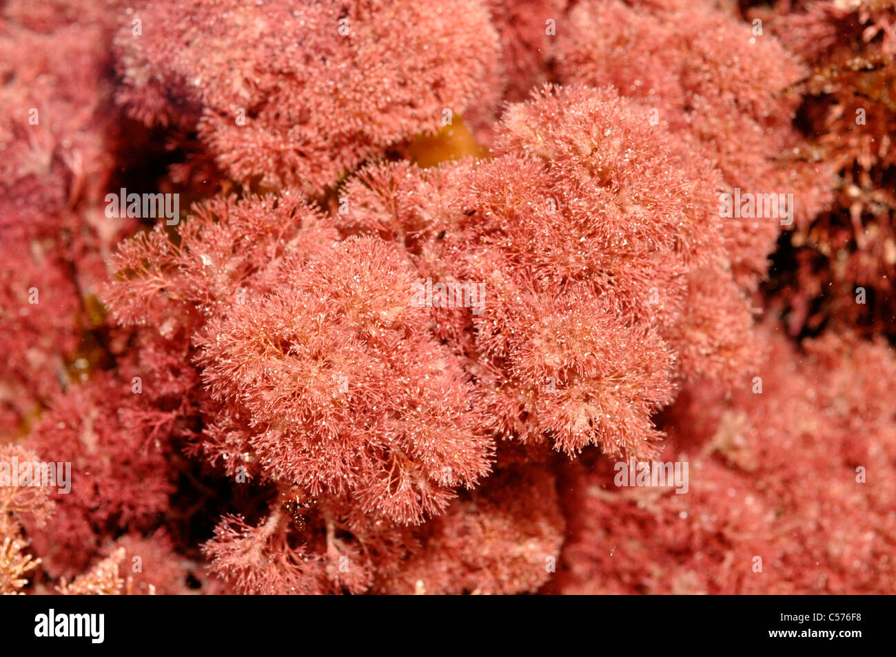 A red seaweed (Jania rubens) in a rockpool, UK Stock Photo