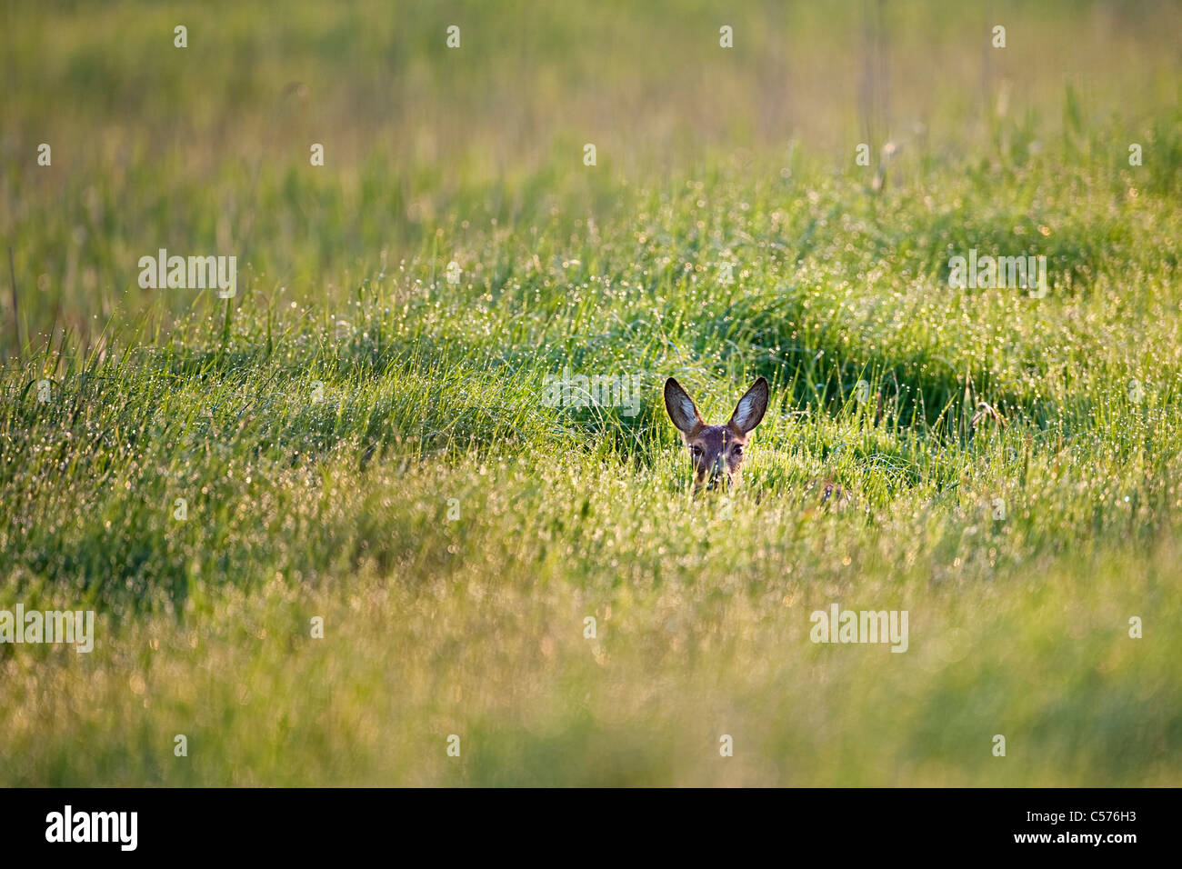 The Netherlands, Kalenberg, Doe or deer in national park called De Weerribben-Wieden. Stock Photo
