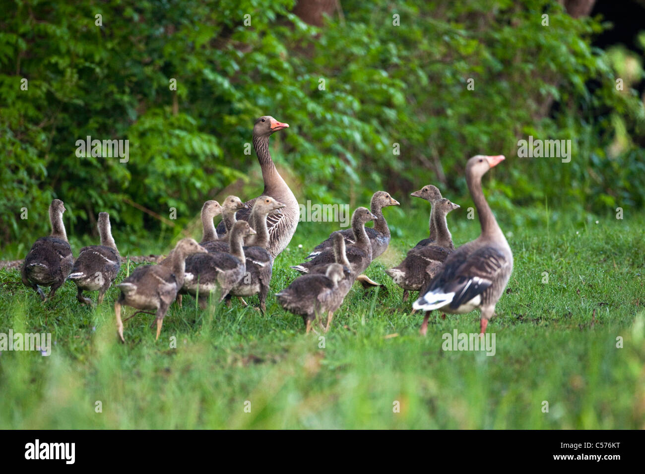 The Netherlands, Giethoorn, Greylag goose and young. Stock Photo