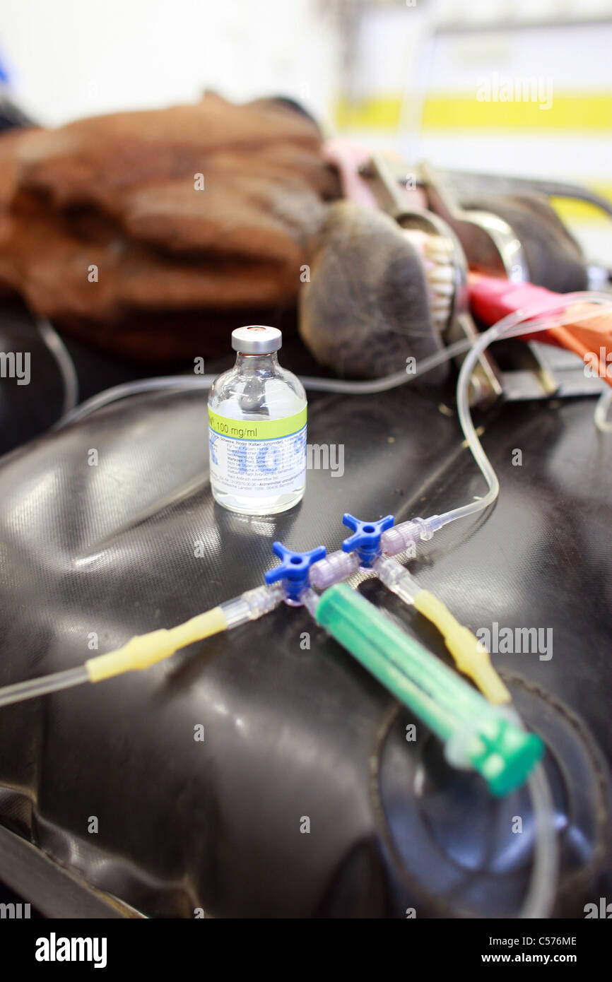 Anesthesia of a horse before an operation Stock Photo