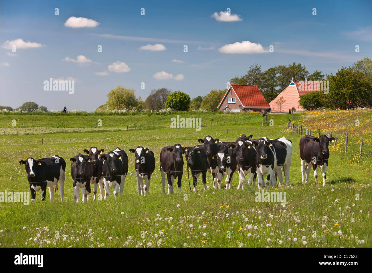 The Netherlands, Blokzijl, Young curious cows. Background: dike, farm, cyclists. Stock Photo