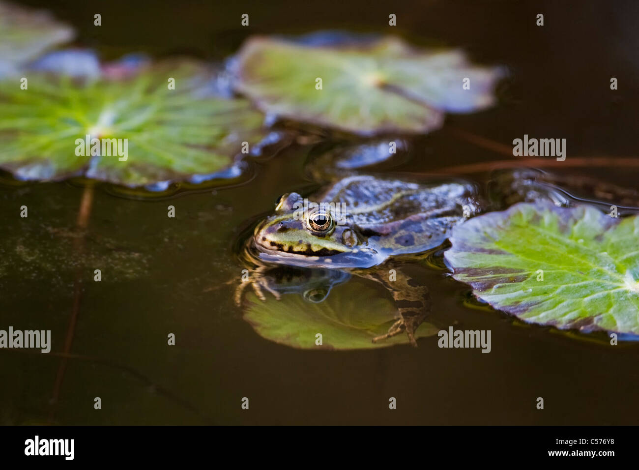 The Netherlands, Blokzijl, Pool Frog, Pelophylax lessonae Stock Photo