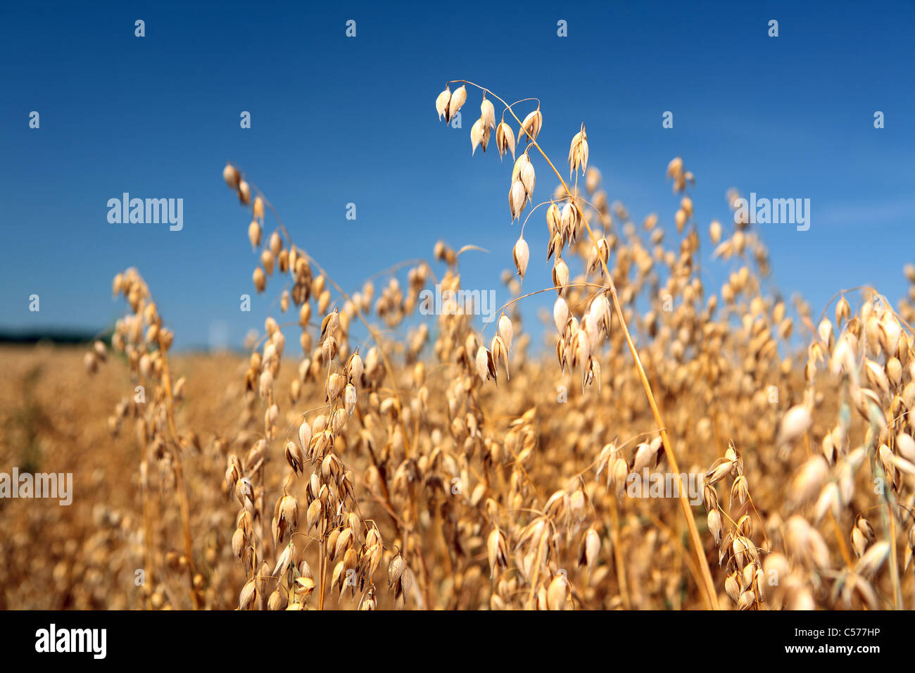 Ripe oat against blue sky Stock Photo