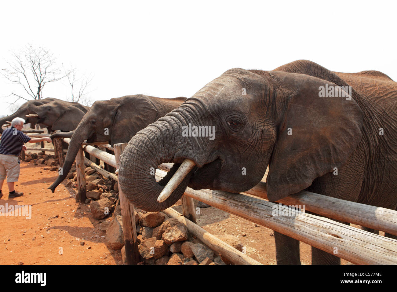 African elephants at the Wild Horizons Elephant Camp at Victoria Falls in Zimbabwe. Stock Photo