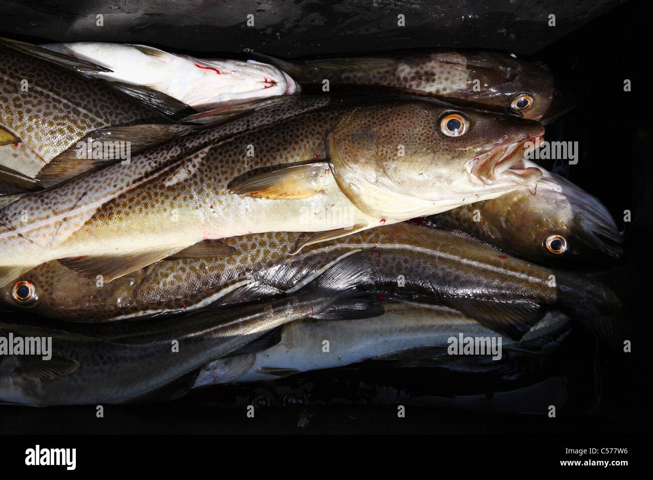 A freshly caught codfish in a container Stock Photo