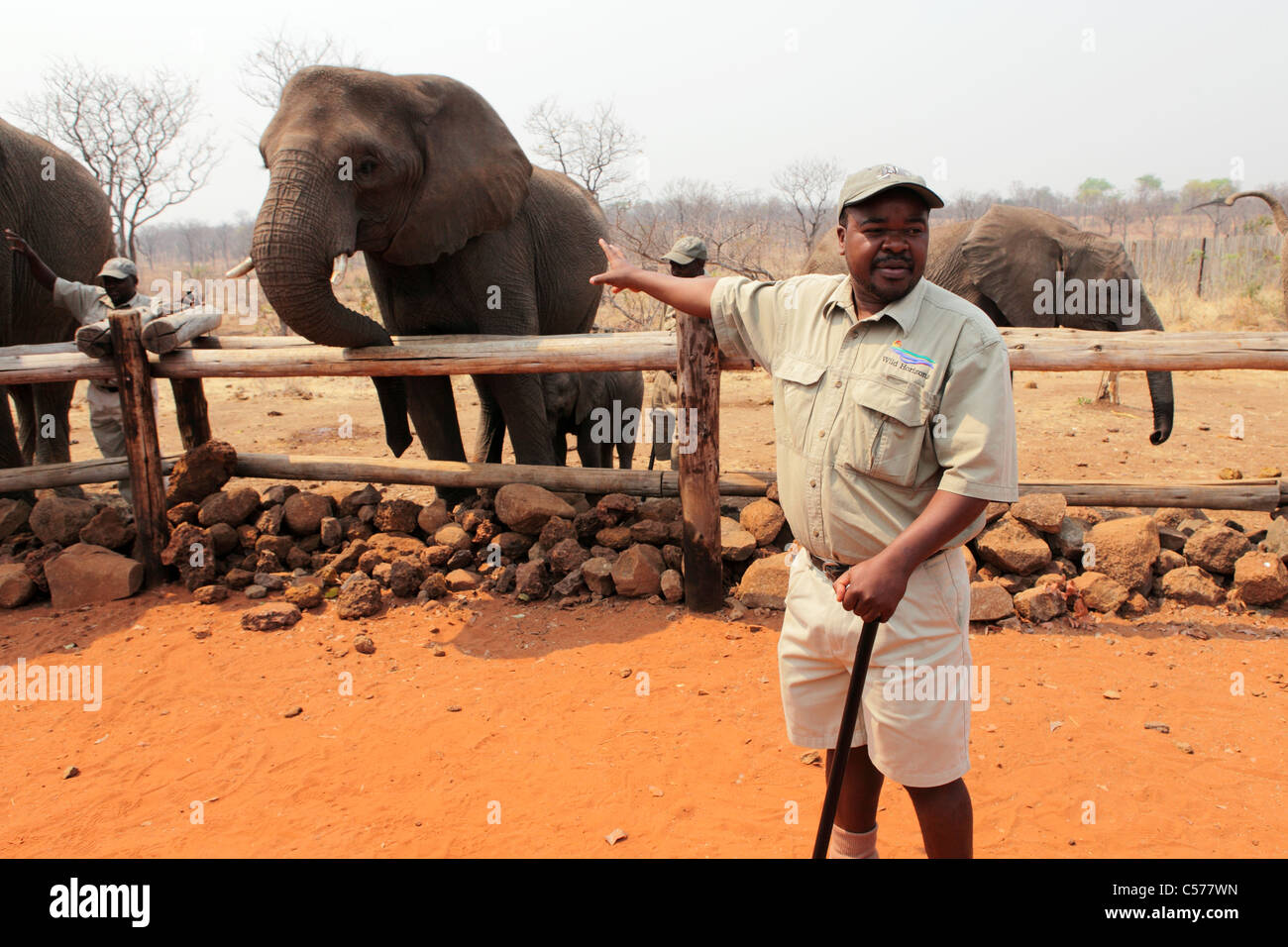 A staff member introduces the African elephants at the Wild Horizons Elephant Camp at Victoria Falls in Zimbabwe. Stock Photo