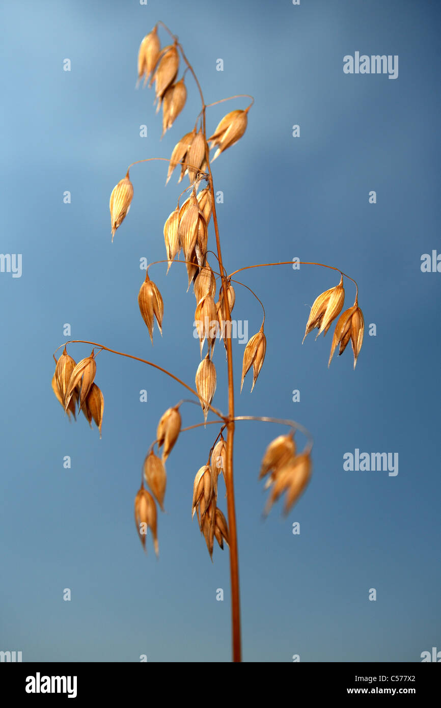 Oat panicle against blue sky Stock Photo