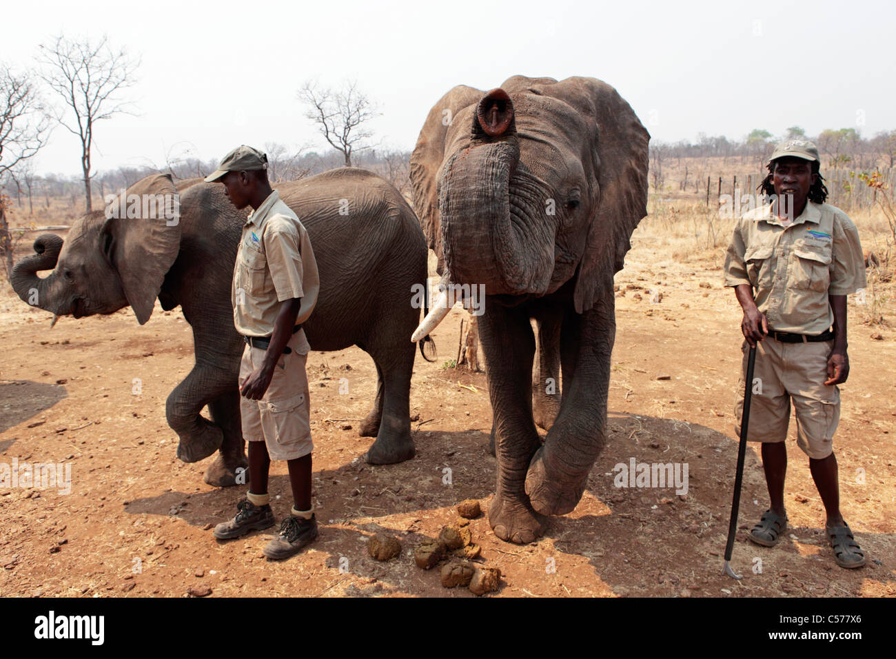 Staff members with African elephants at the Elephant Camp close to the town of Victoria Falls in Zimbabwe. Stock Photo