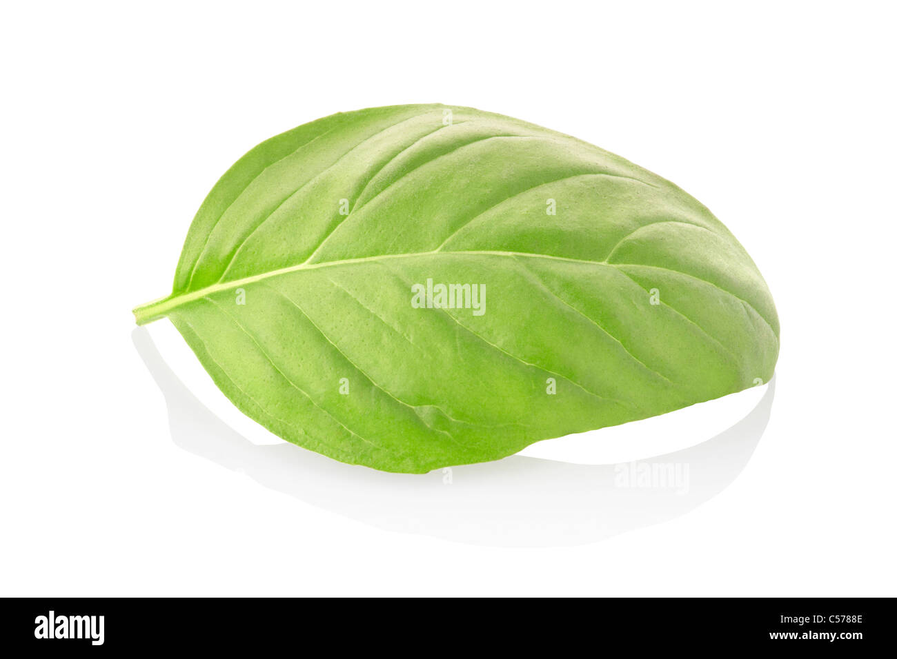 Single basil leaf cut out Stock Photo Alamy