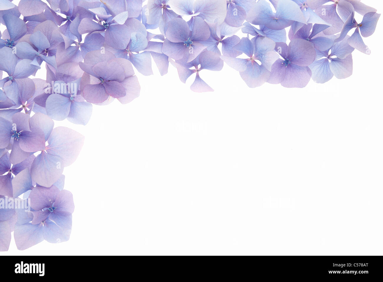 Blue hydrangea flower border Stock Photo