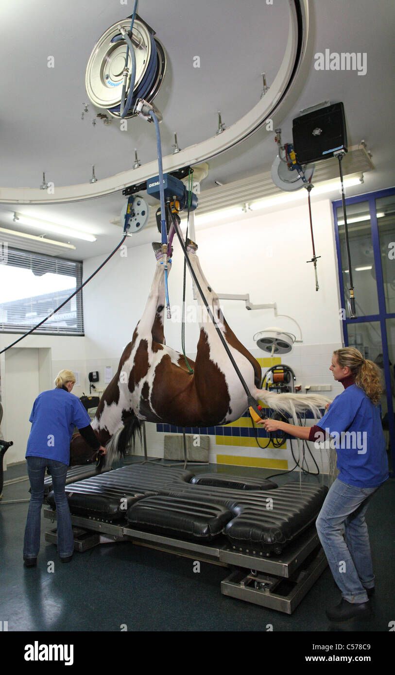 An anesthetized horse is being laid on an operating table Stock Photo