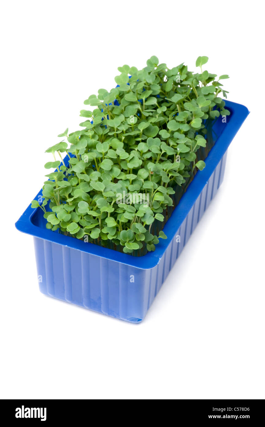 object on white - fresh herbs in plastic box Stock Photo