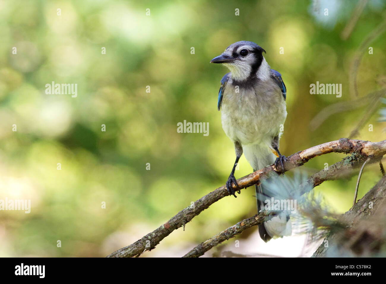 Blue Jay / Geai bleu (Cyanocitta cristata) Stock Photo