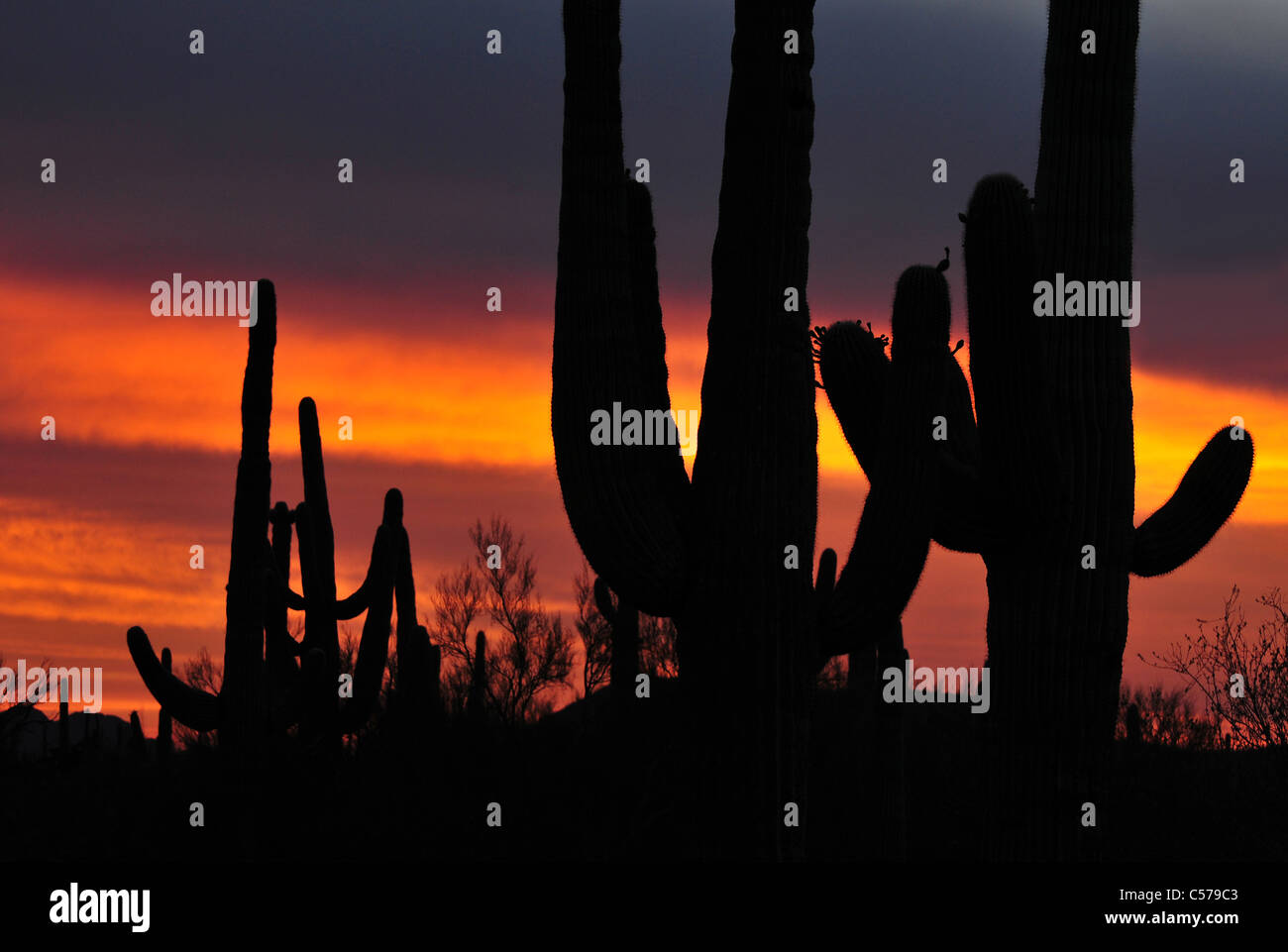 Saguaro cactus at sunset during monsoon season in Ironwood Forest ...