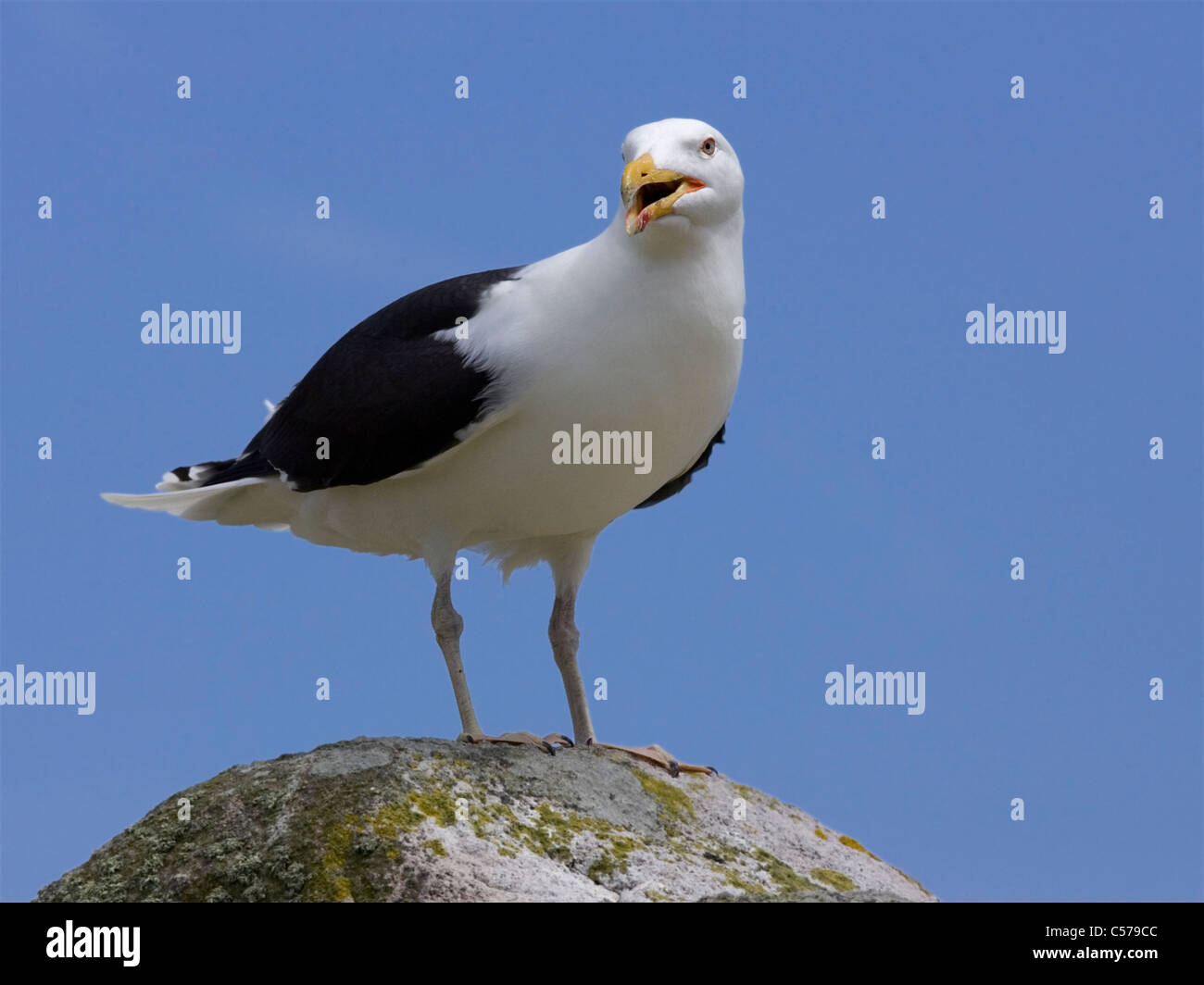 Great black-backed gull squawking Stock Photo