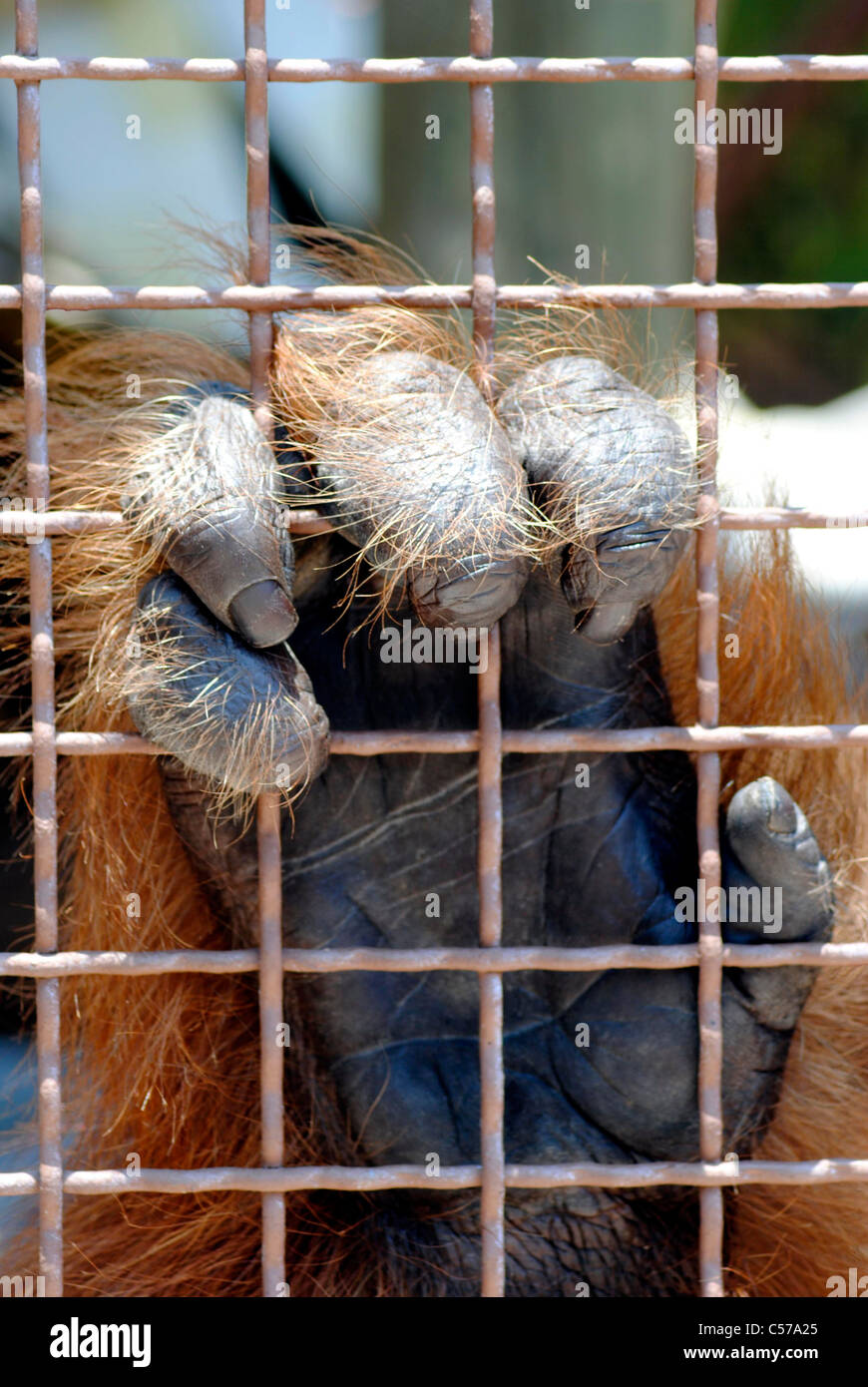 Orangutan hand. (Pongo pygmaeus) Stock Photo