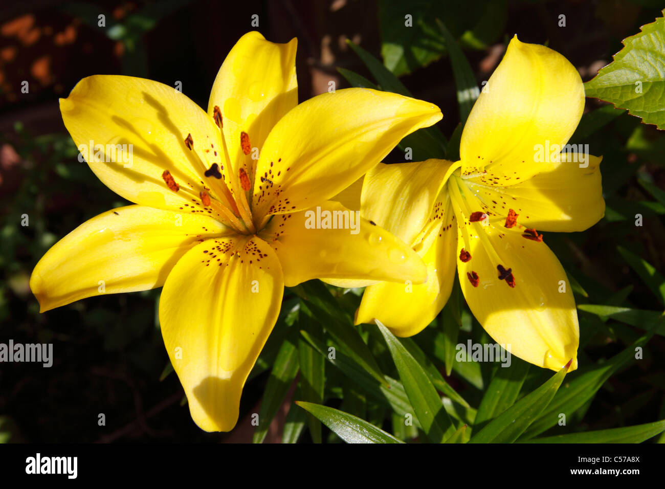 Yellow Asiatic Lily (Lilium Stock Photo Alamy