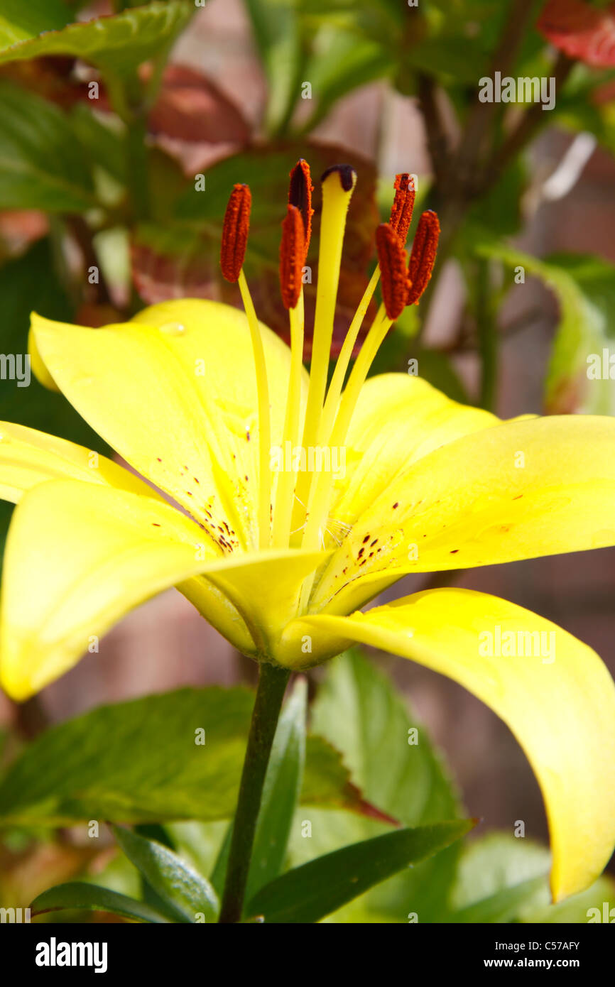 Yellow Asiatic Lily  (Lilium) Stock Photo