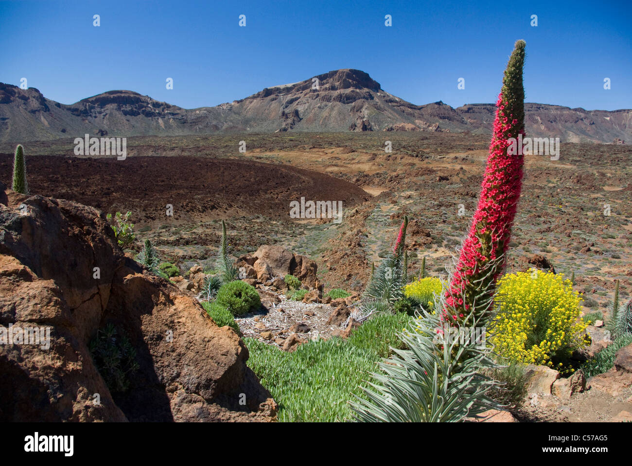 Flowers and lava flows on the volcanic island Tenerife, Spain Stock Photo