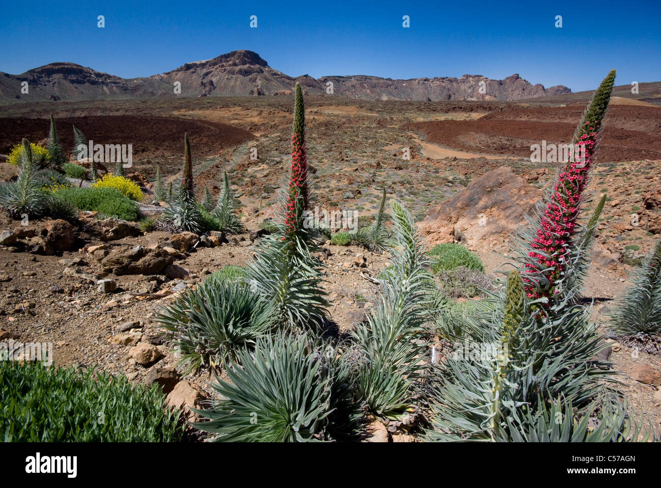 Flowers and lava flows on the volcanic island Tenerife, Spain Stock Photo