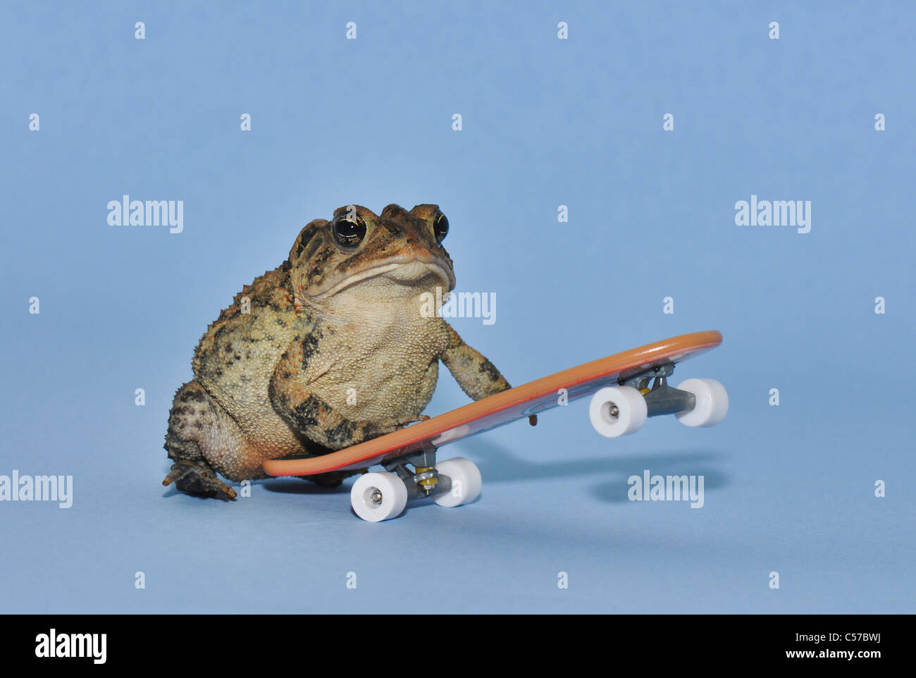 Toad on Skateboard Stock Photo