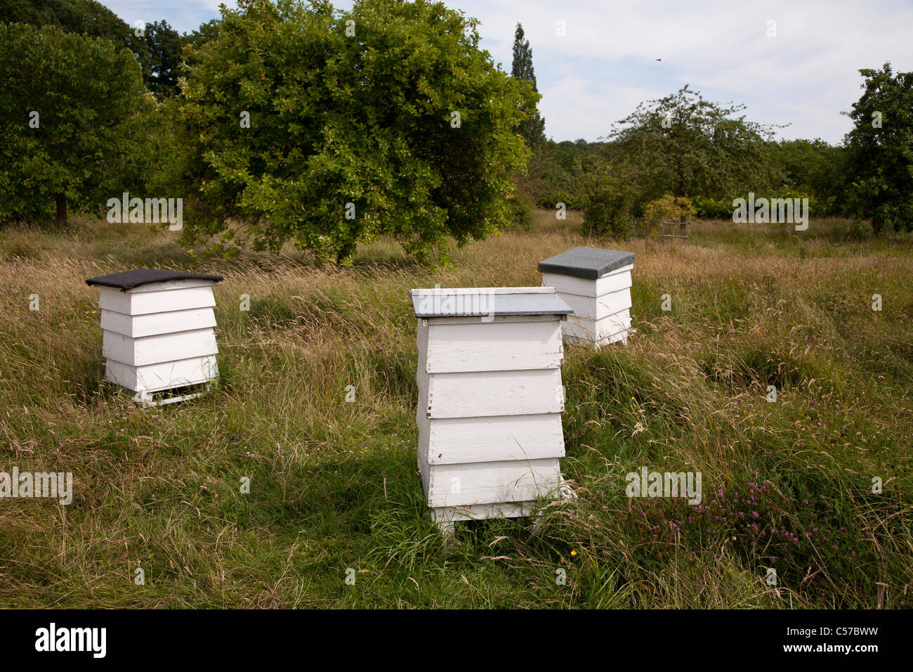 Bee hives positioned in the orchard within the Sissinghurst Castle garden. Stock Photo