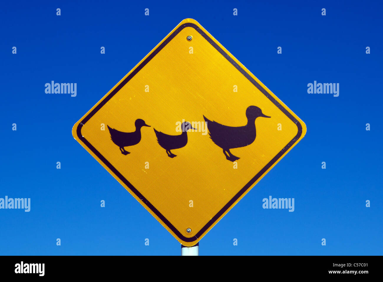 Traffic Sign, ducks crossing, Auckland, New Zealand, Monday, July 11, 2011. Stock Photo