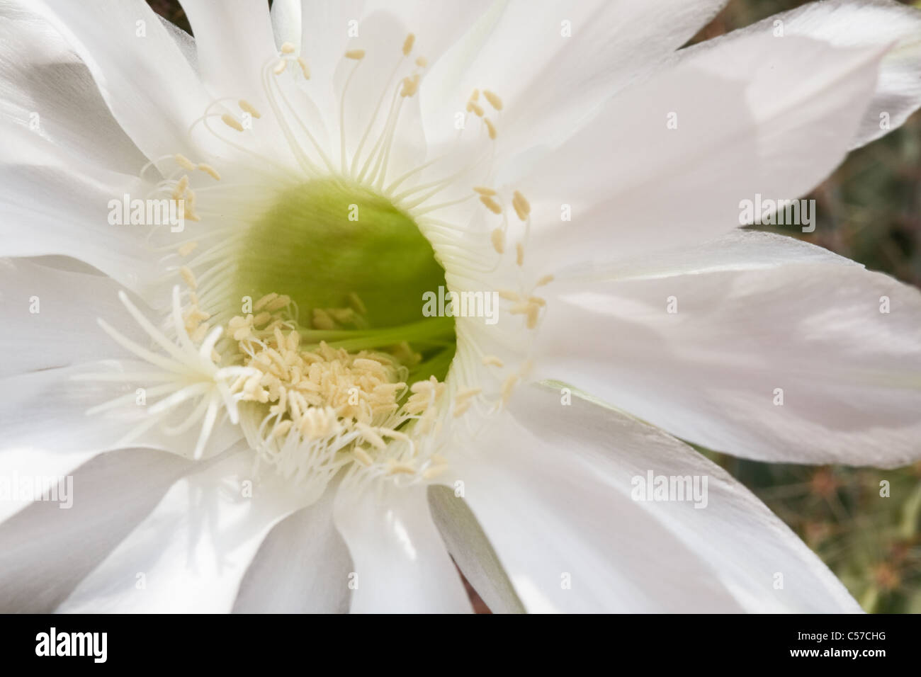 Part of white flower of Harrisia Fragrans Small cactus Stock Photo