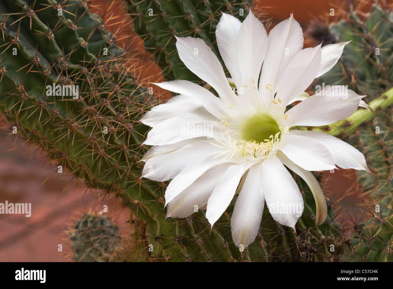 White flower of Harrisia Fragrans Small cactus Stock Photo