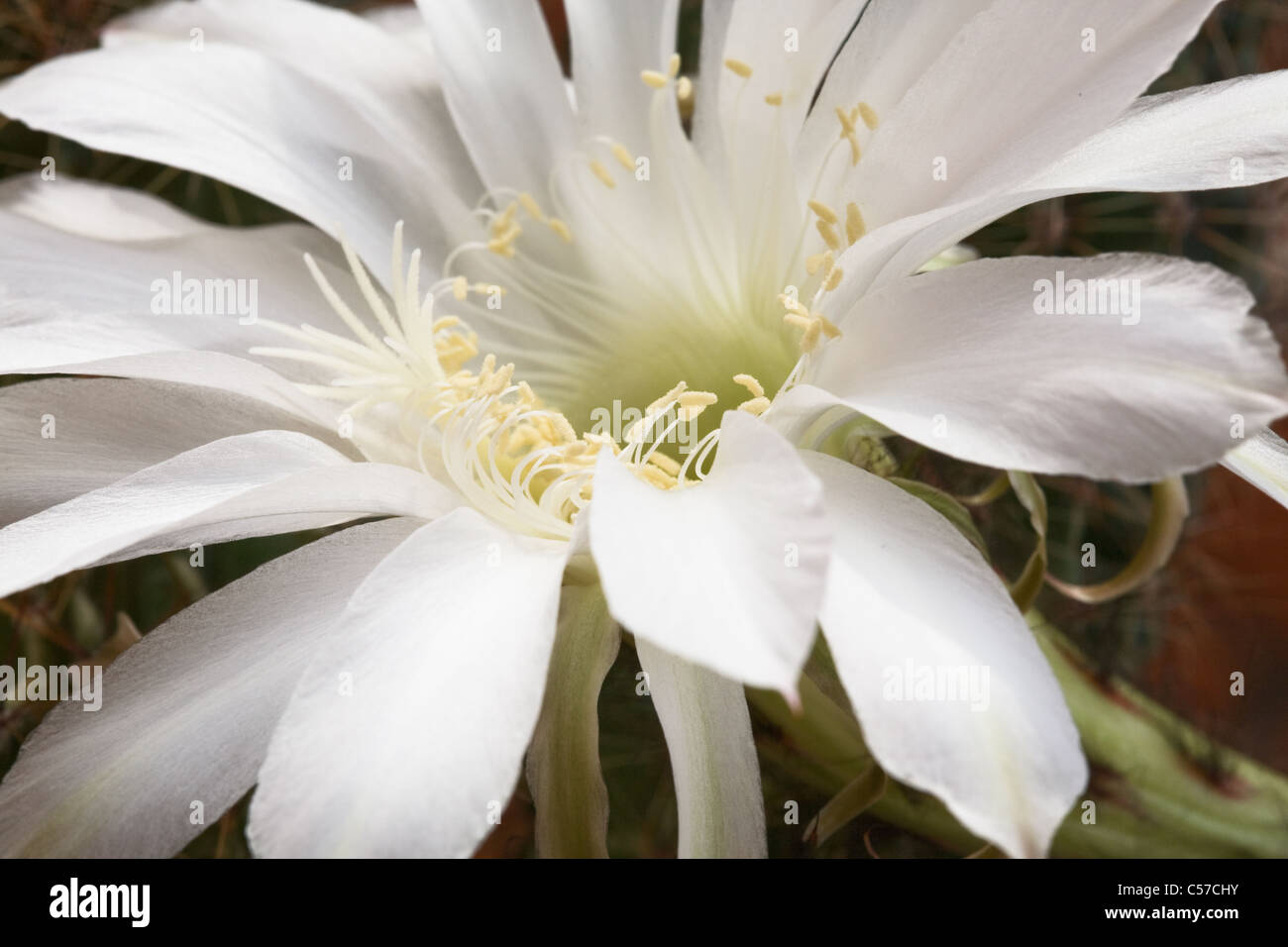 Part of white flower of Harrisia Fragrans Small cactus Stock Photo