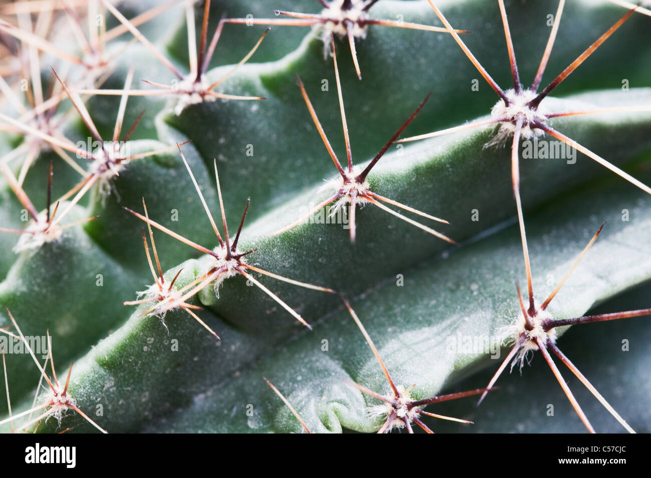 Thorn of the Harrisia Fragrans Small cactus, extreme close-up Stock Photo
