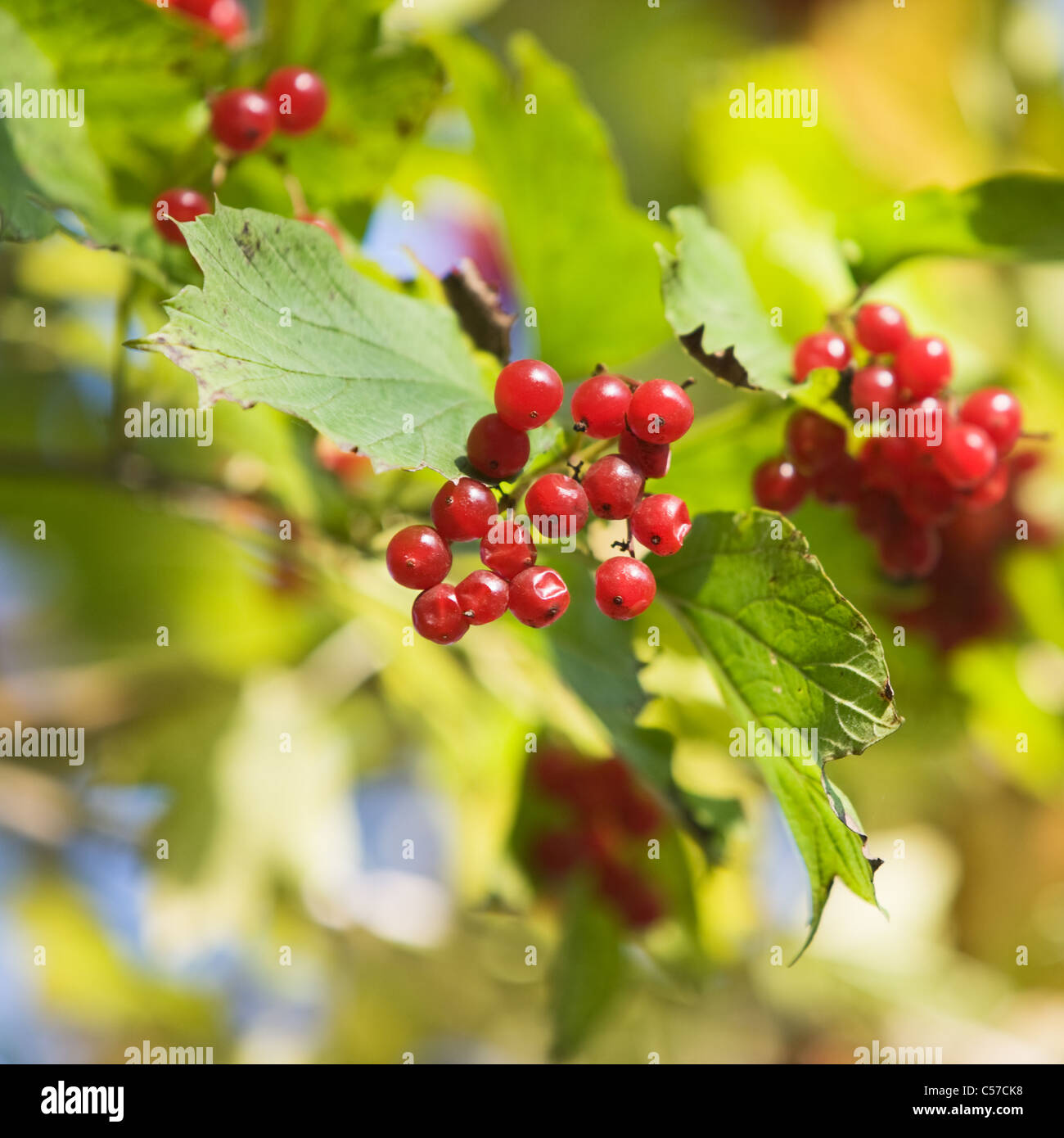 Red Viburnum berries on bush in sunlight Stock Photo Alamy