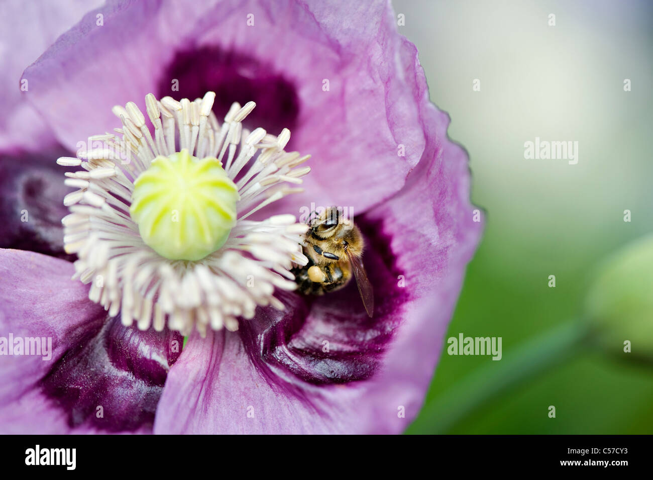 Papaver somniferum - Opium poppy with a bee Stock Photo