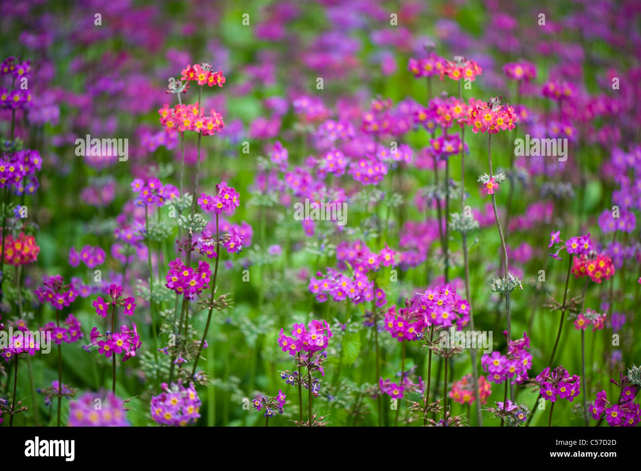 Close-up image of the colourful spring flowering Candelabra Primroses - Primula Bulleesiana flowers a cottage garden plant. Stock Photo