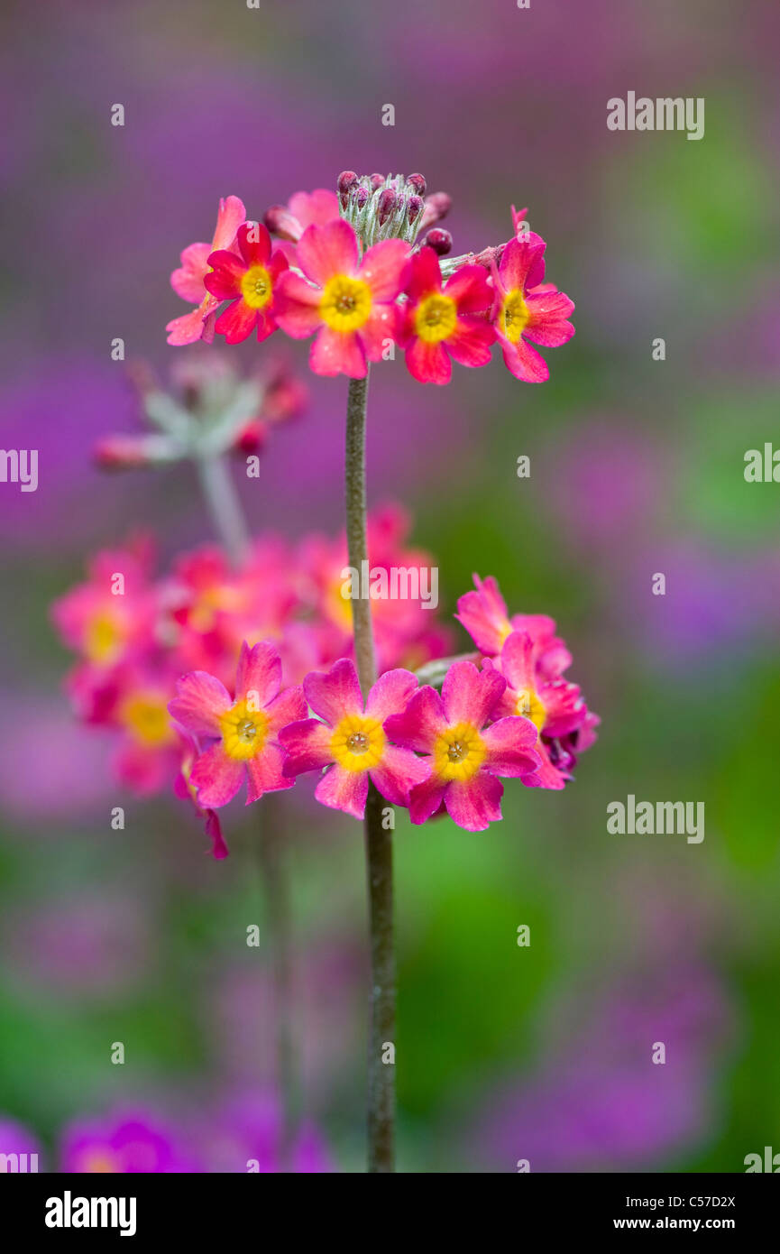 Close-up image of the colourful spring flowering Candelabra Primroses - Primula Bulleesiana flowers a cottage garden plant. Stock Photo