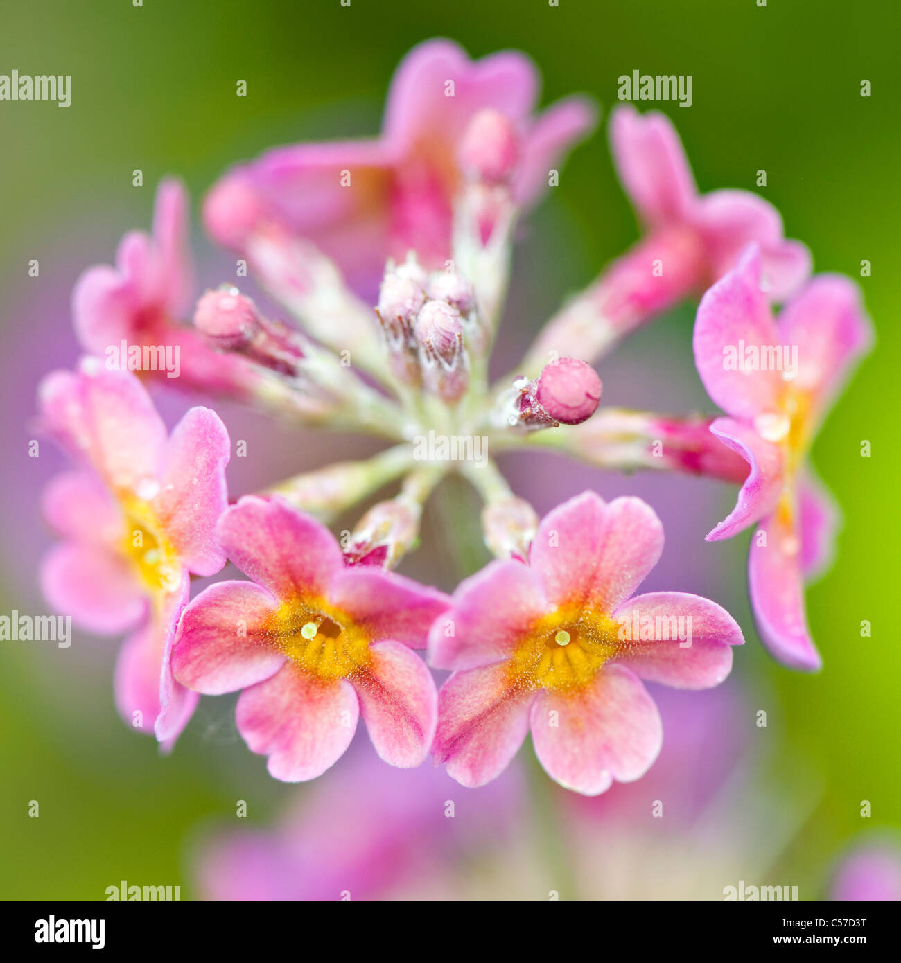 Candelabra primrose - Primula Stock Photo