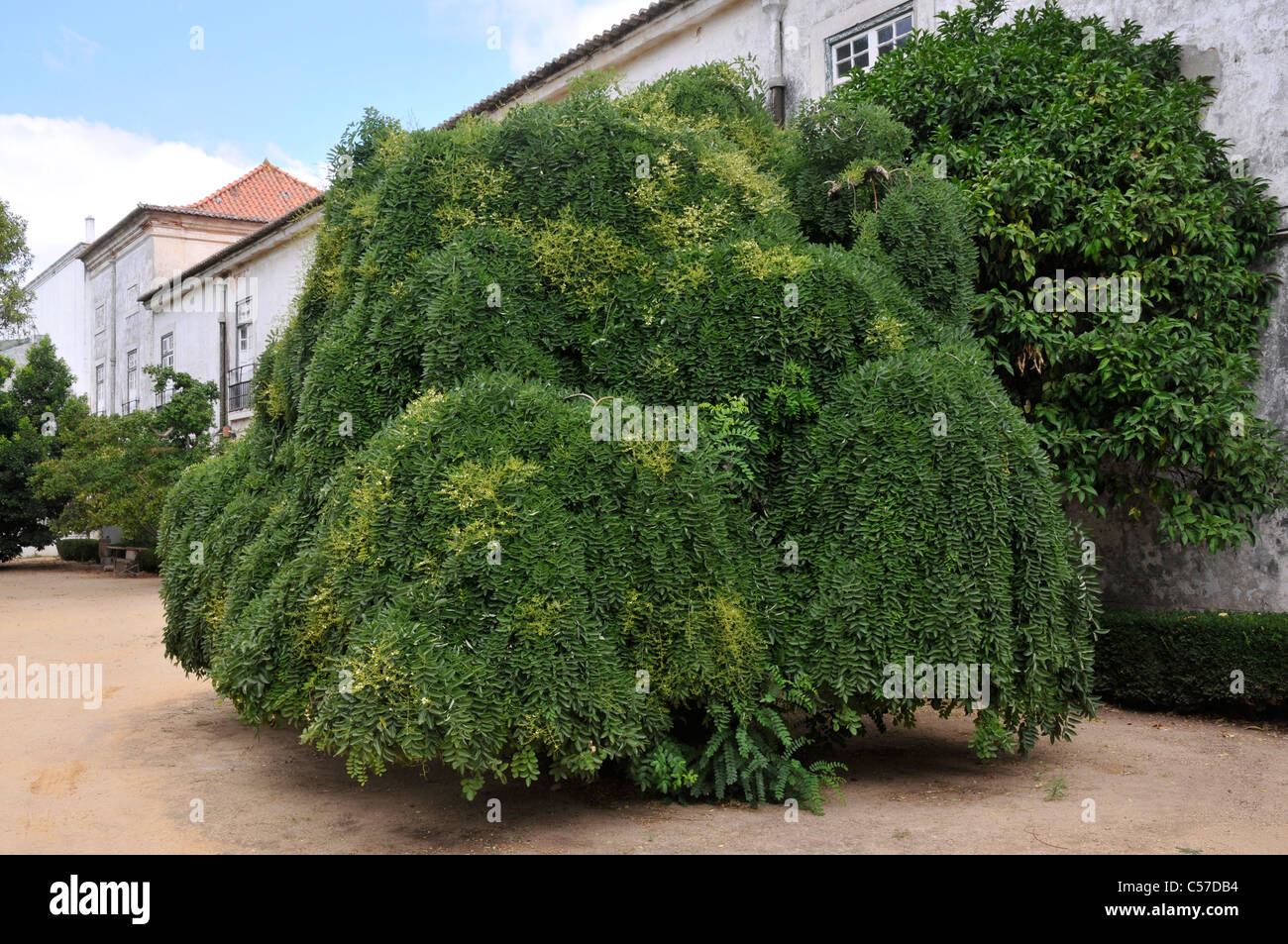 The beautiful Pagoda tree of the Botanical Garden of Ajuda, Lisbon, Portugal. Stock Photo