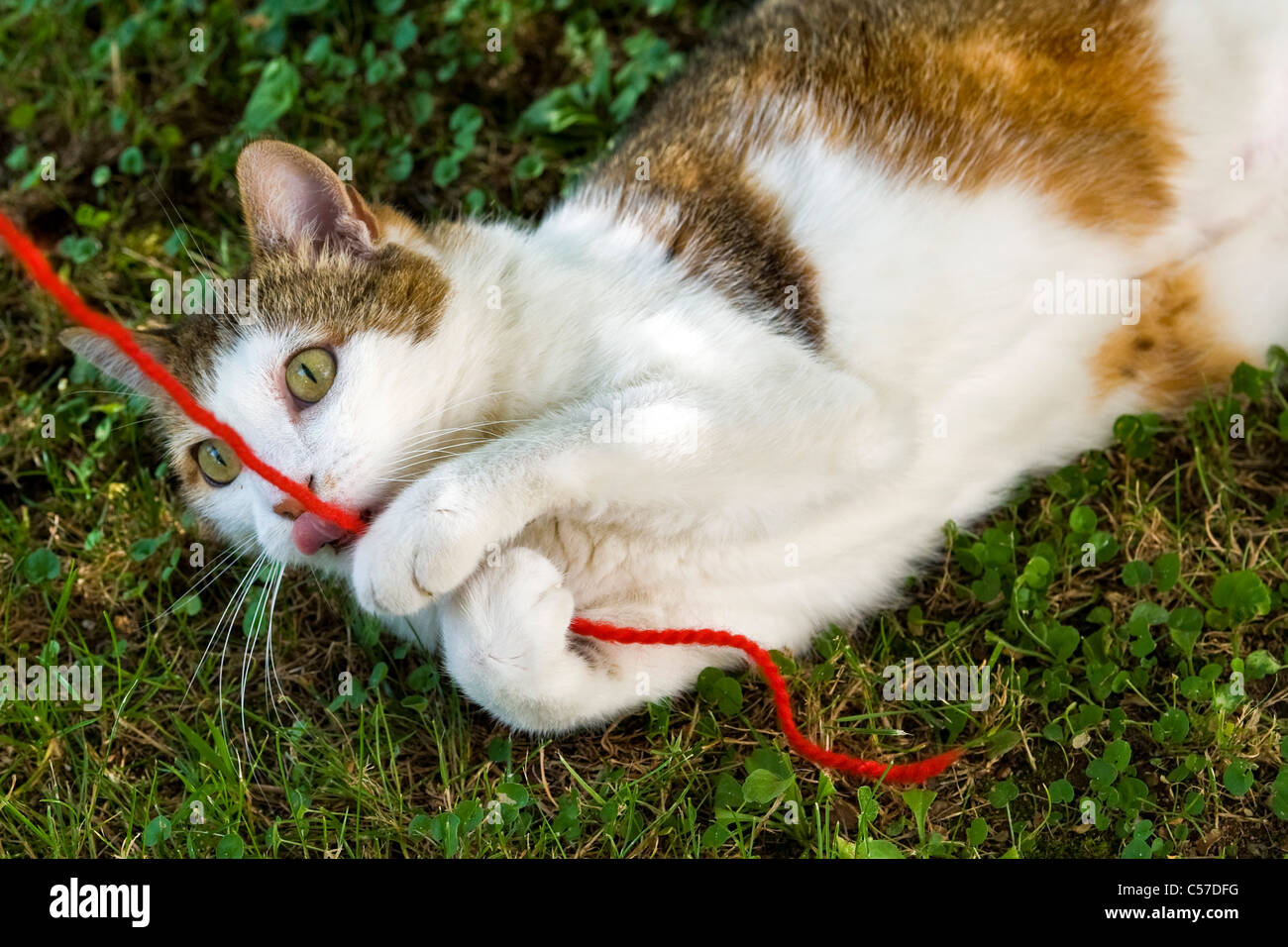 cat playing with a ball of wool Stock Photo Alamy