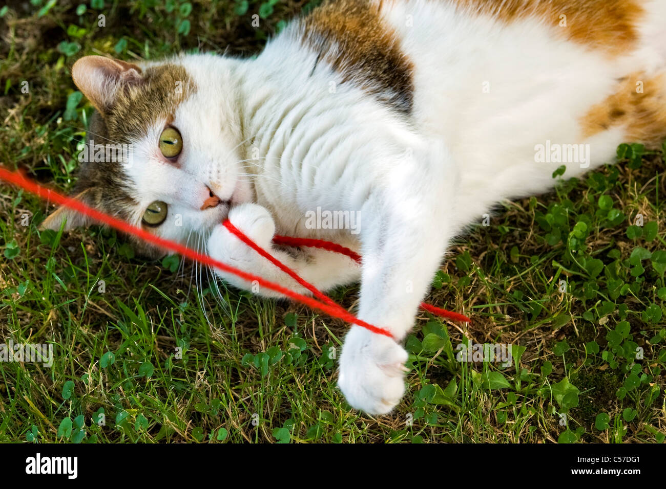 cat playing with a ball of wool  Stock Photo