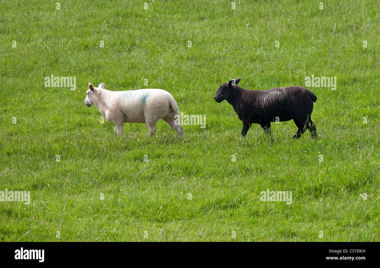 Black and white sheep Stock Photo