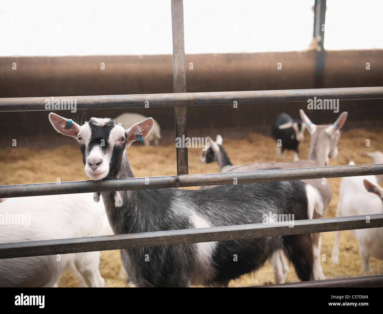 Goats standing in pen on farm Stock Photo