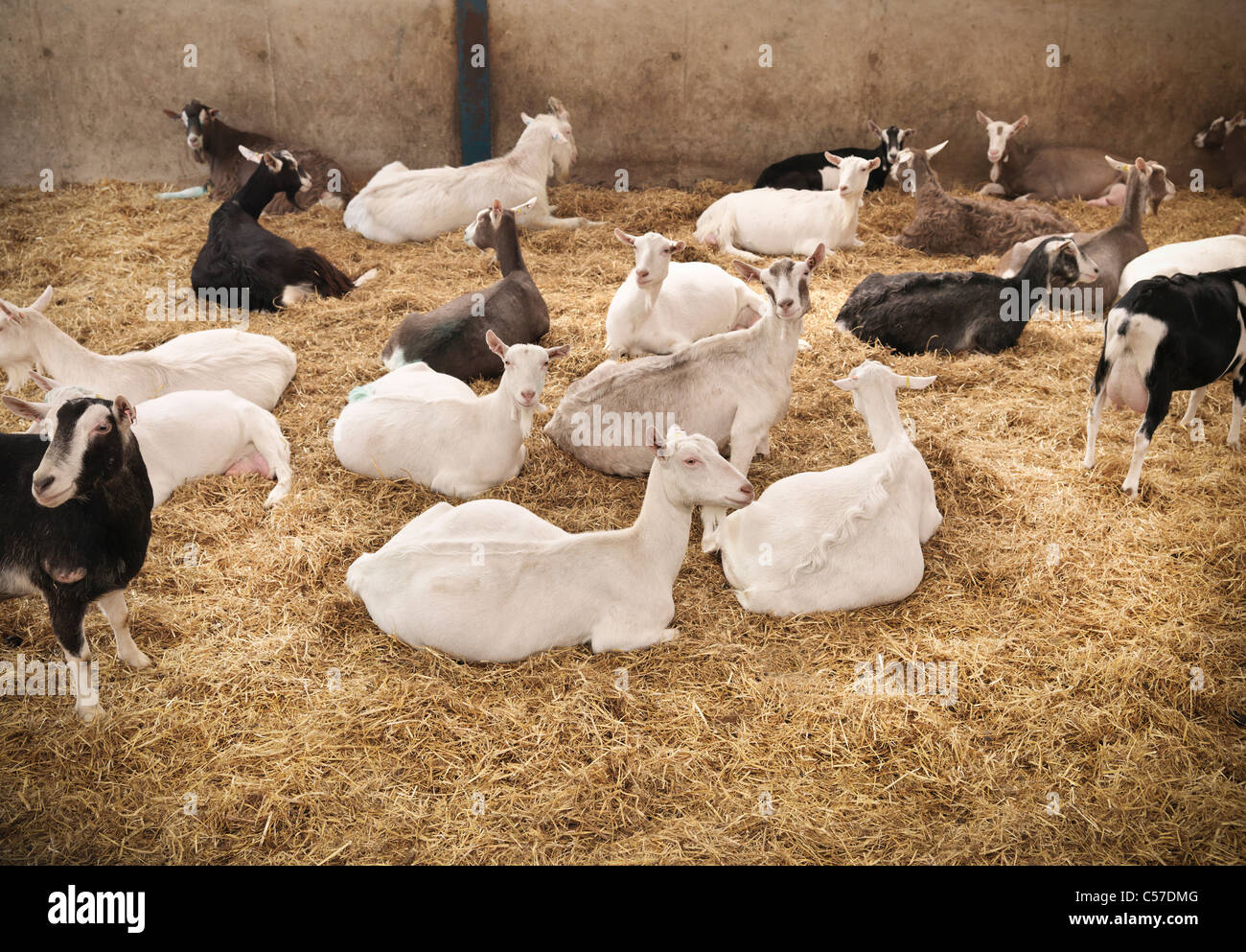 Goats sitting in pen on farm Stock Photo
