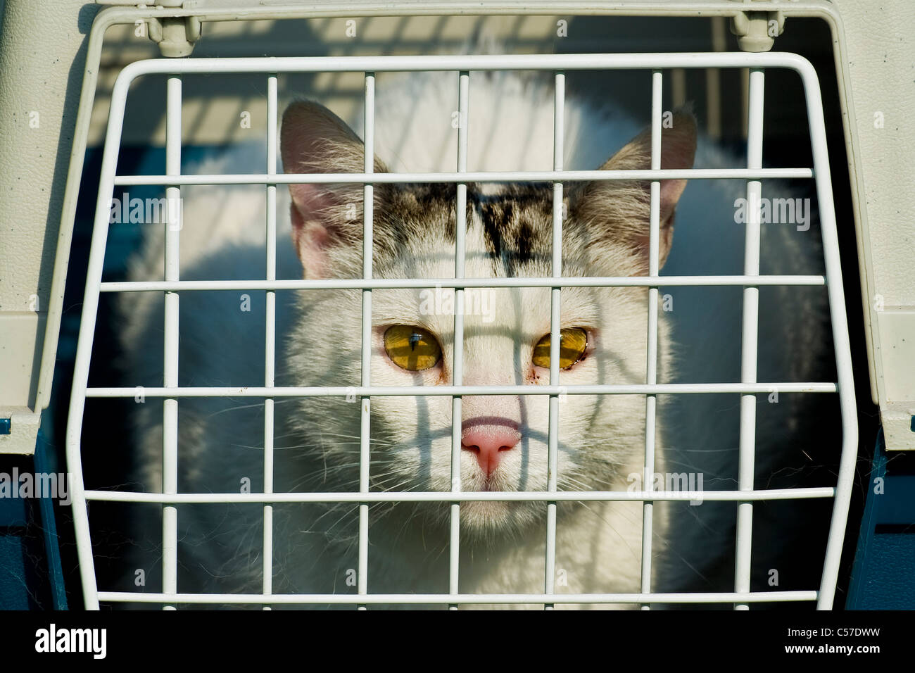 Image showcasing Cage transporting cats hi-res stock photography and images - Alamy